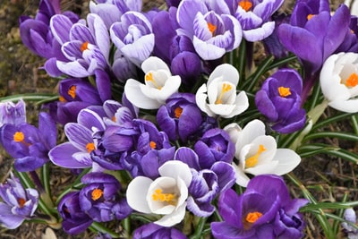 白色和紫色的特写照片有花瓣的花
